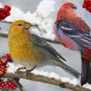 Gross Beaks Feeding