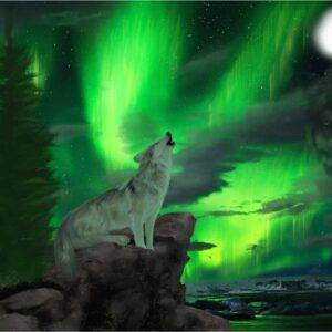Labrador Spirit