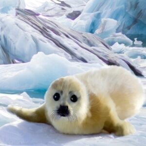 Cute not Cuddly